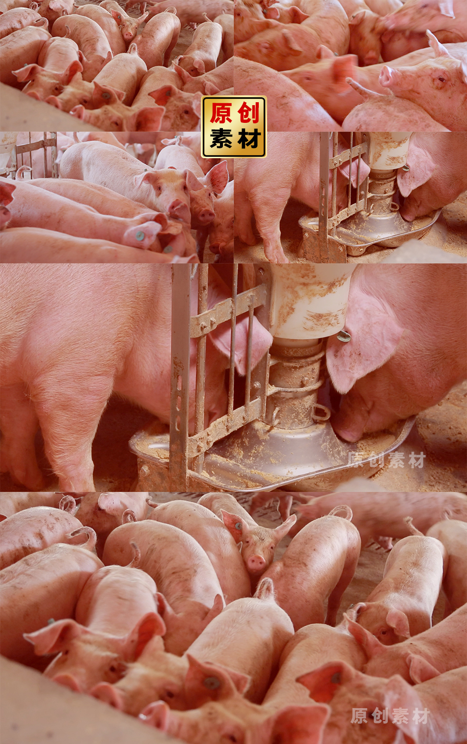 现代养猪场猪吃猪饲料 猪舍家庭牧场养猪场
