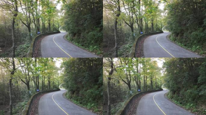 森林道路开车自驾游森林公路大自然