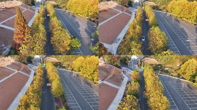 唯美秋林秋风秋叶秋天风景