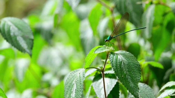 镜头拉远，这只昆虫在一株植物上面朝左。泰国，透明翼森林荣耀
