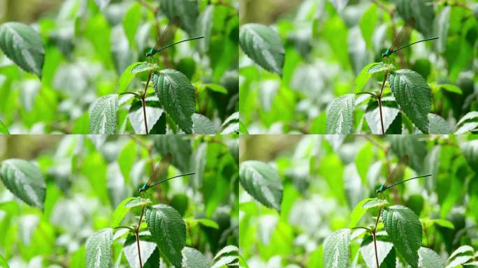 镜头拉远，这只昆虫在一株植物上面朝左。泰国，透明翼森林荣耀