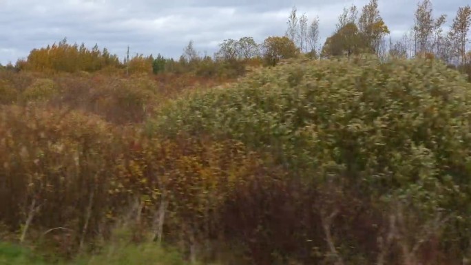 乡村景观。POV侧视图从一个汽车窗口。秋天的森林，远方的田野。褐色自然，大地色调。深秋，冬草甸。自动