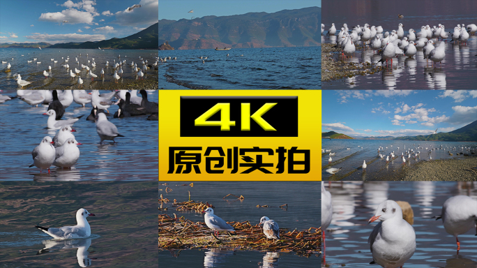 4K海鸥海鸟