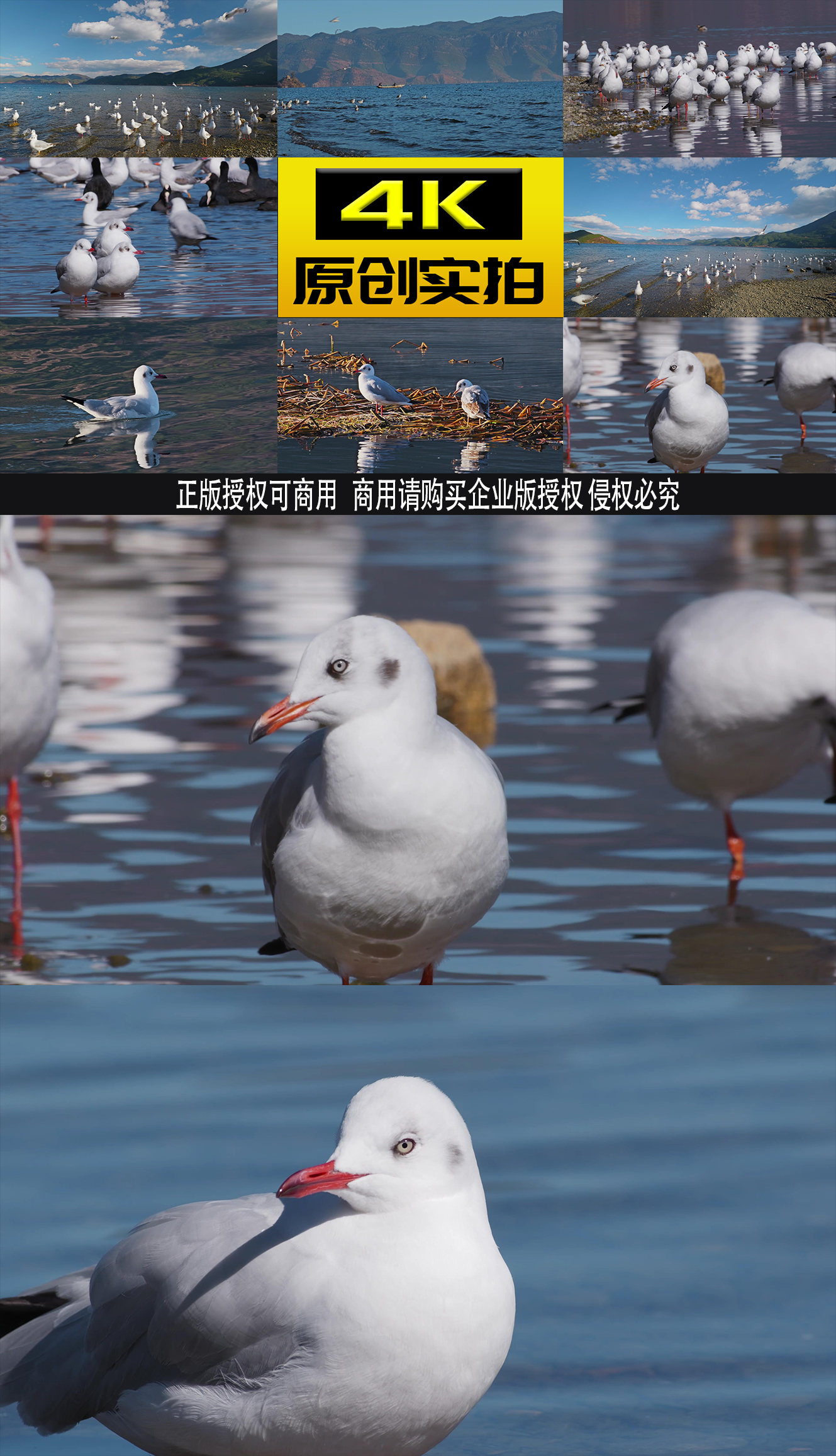 4K海鸥海鸟