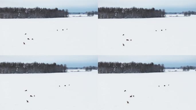 航拍，美丽的雪冬田野与一群狍子。