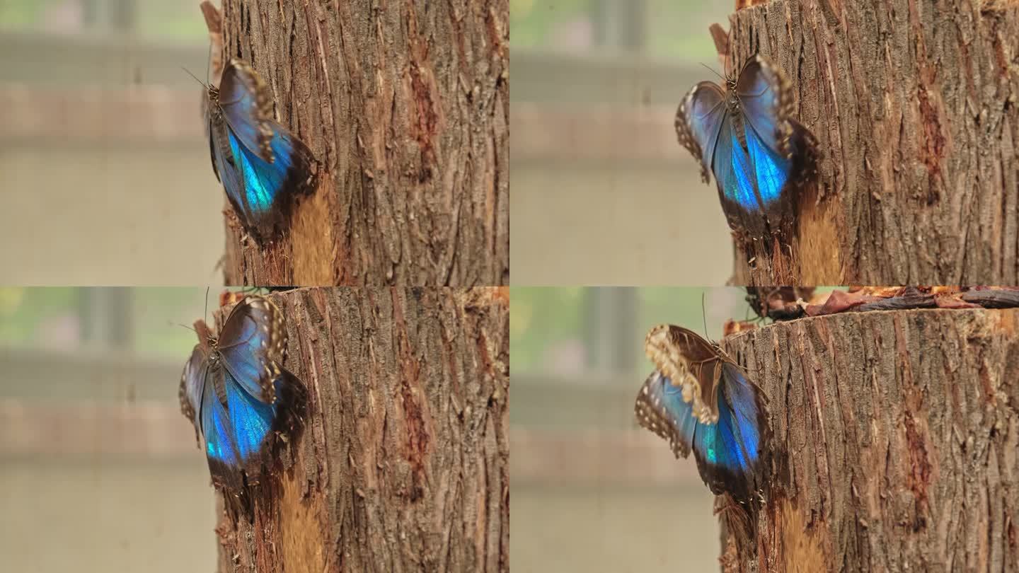 热带蓝大闪蝶在蝴蝶园博览会上爬上树干