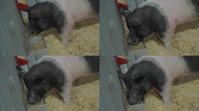 笼中的猪吃食槽