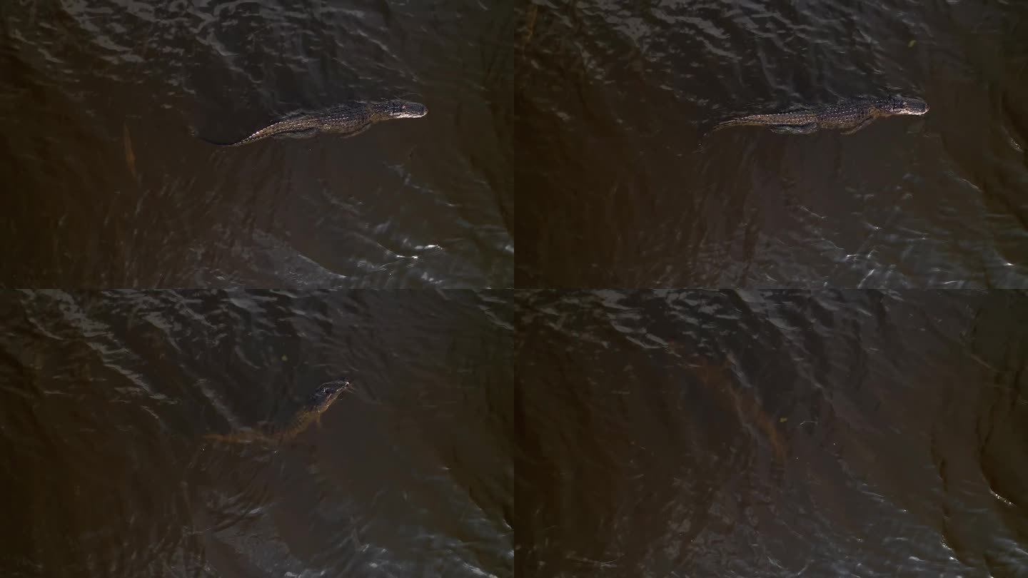 鳄鱼在鱼的身后游动，然后转到水下