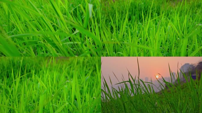 江边夕阳下小草随风飘荡