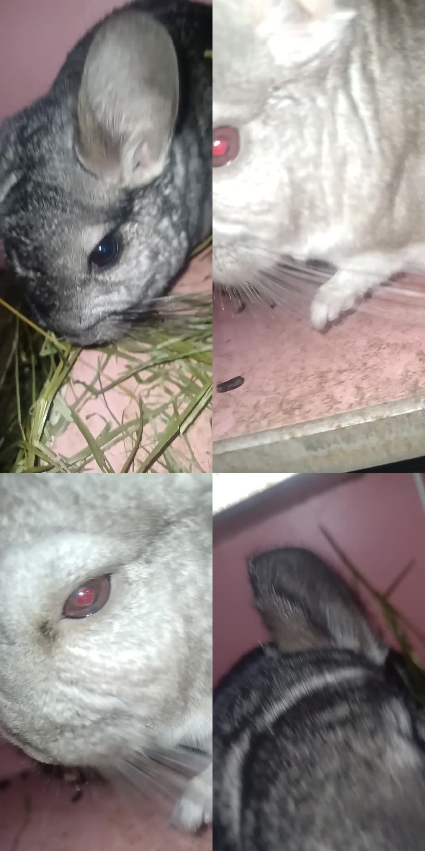 龙猫在笼子里面吃草的画面