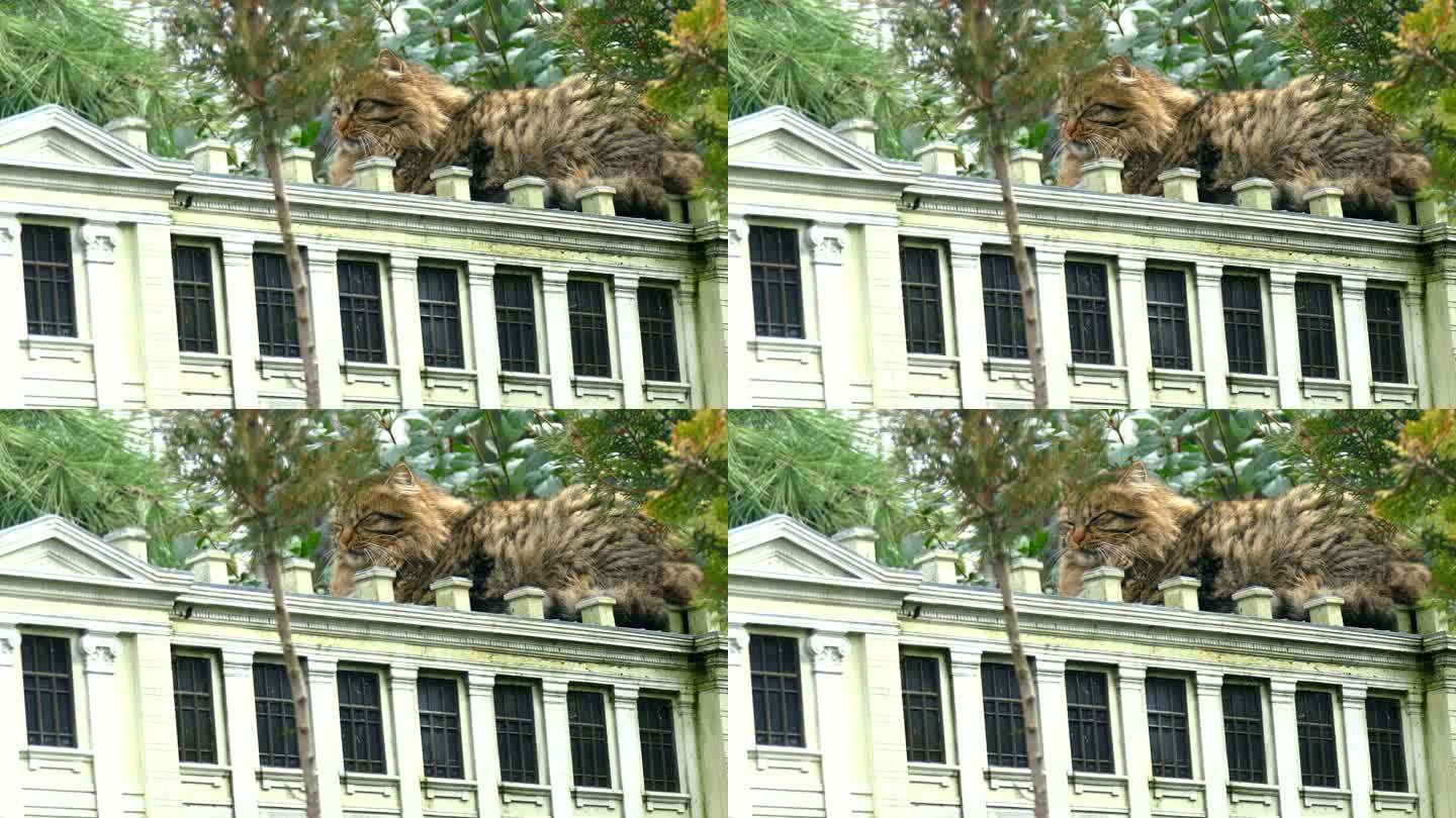 公园里一座豪宅的微缩模型屋顶上的一只有趣的猫