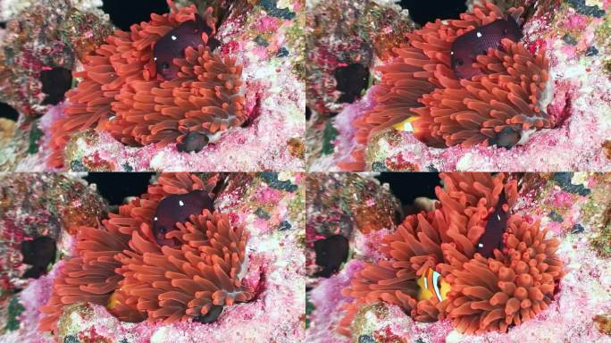 海底世界的海葵之美令人惊叹。