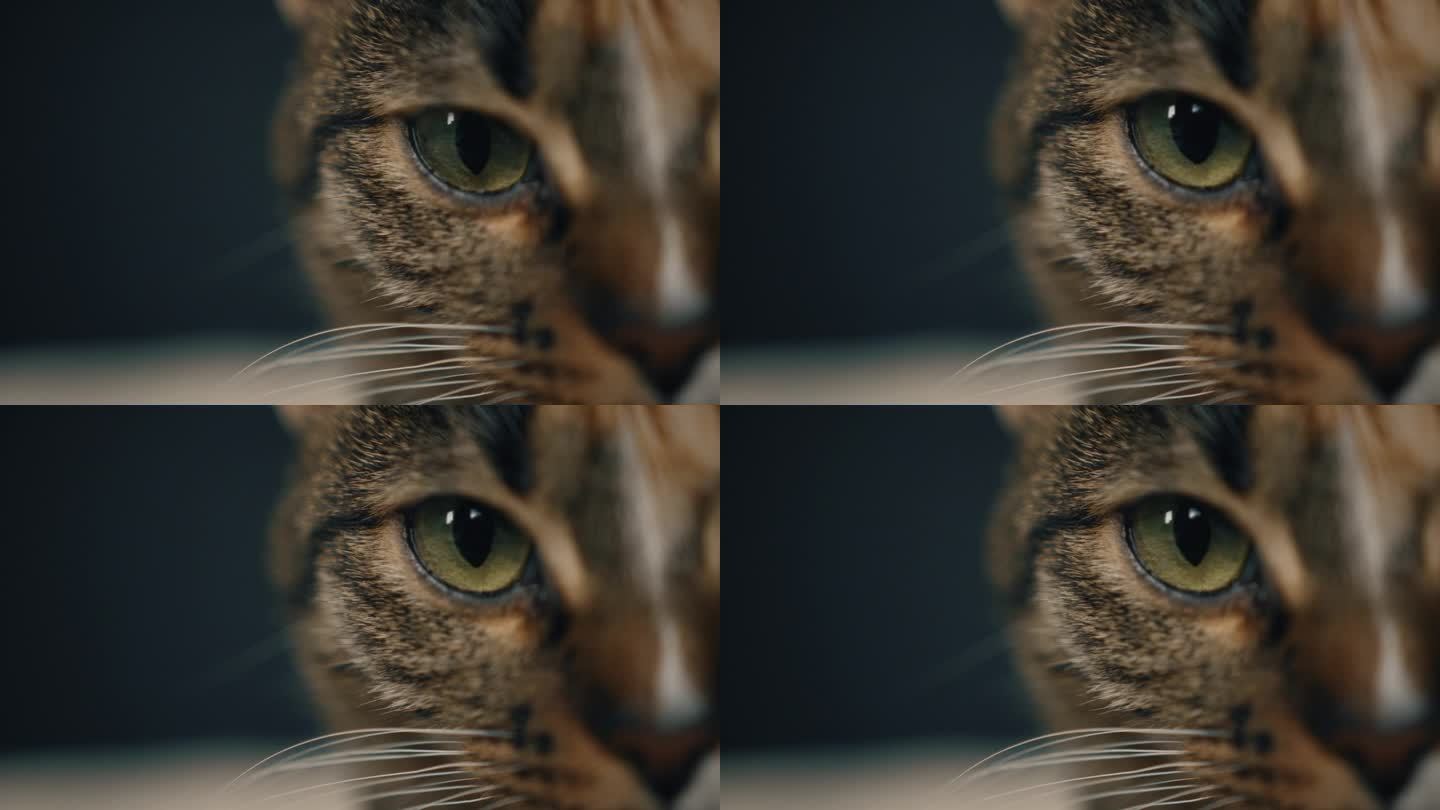 近距离的肖像，华丽可爱美丽的灰色条纹虎斑猫-看着相机。特写，肖像，猫脸的一部分