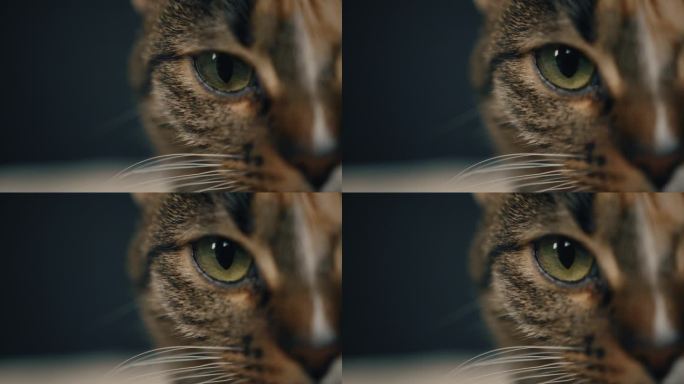 近距离的肖像，华丽可爱美丽的灰色条纹虎斑猫-看着相机。特写，肖像，猫脸的一部分