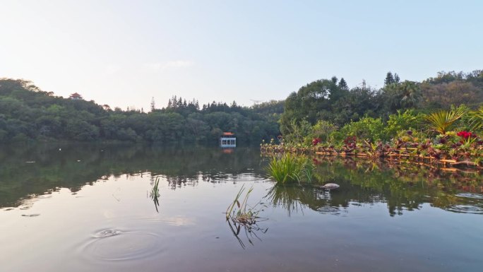 平静的水面诗意田园