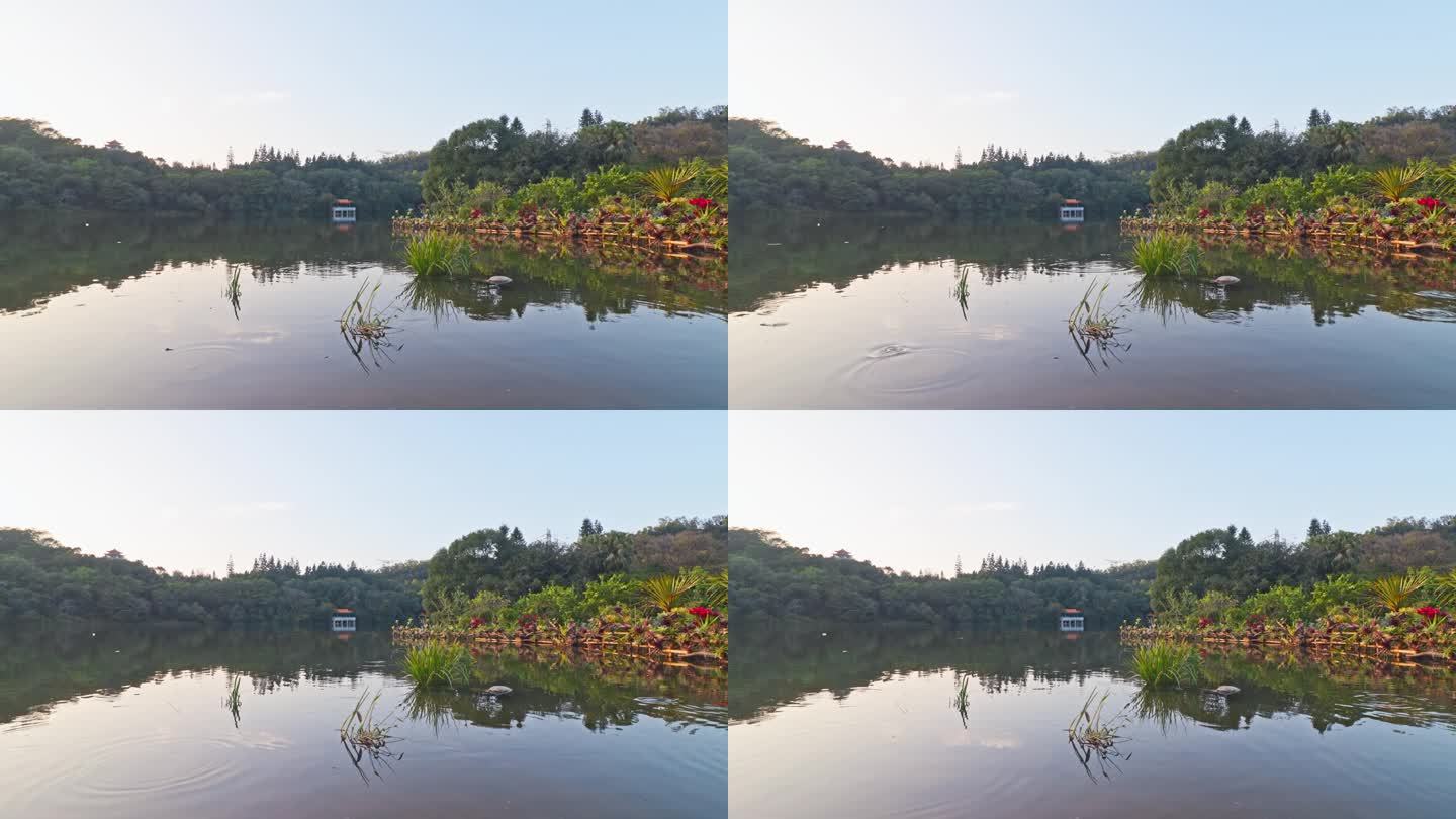 平静的水面诗意田园