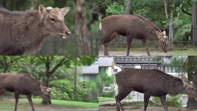 奈良省自然公园里的鹿