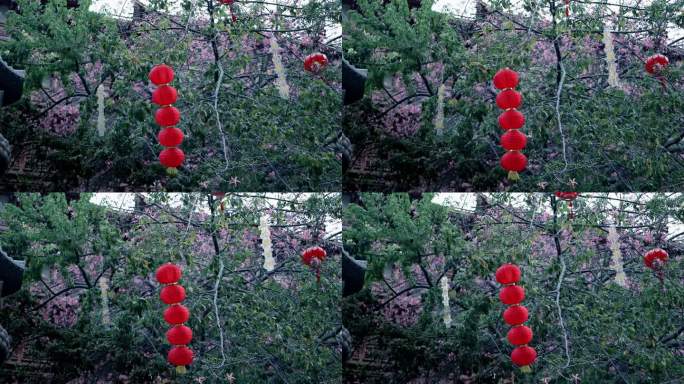 4K升格广州春节假期紫荆花树上的灯笼高挂