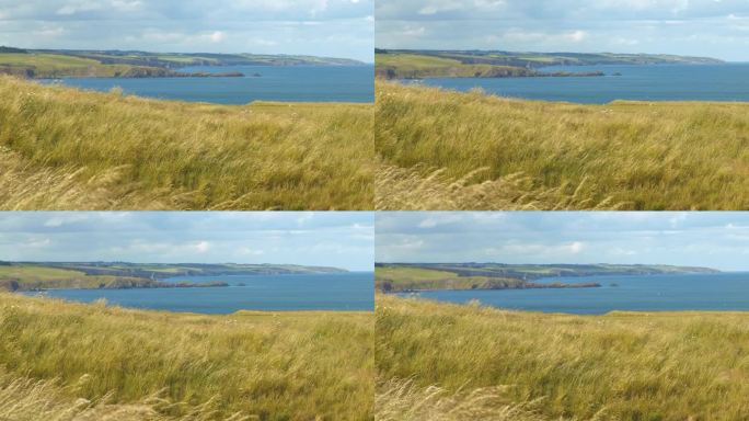 摇曳的绿草与崎岖的苏格兰东海岸的壮丽景色