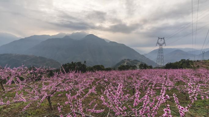 雅安市石棉县共和桃花城市标志建筑延时