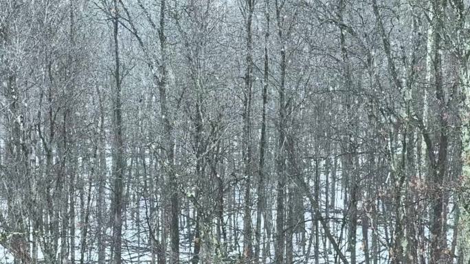 在茂密美丽的森林里下着非常大的雪——慢镜头