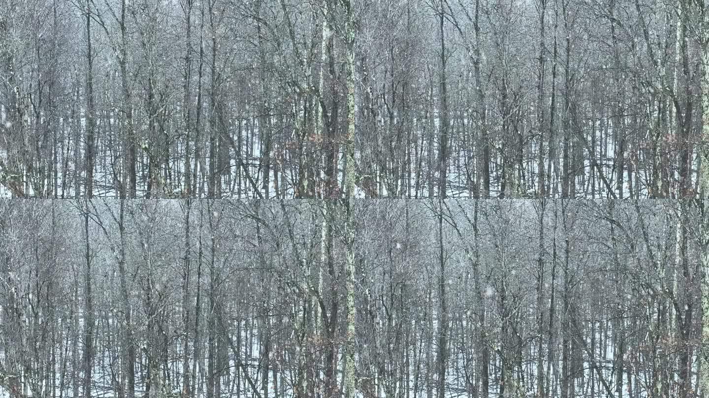 在茂密美丽的森林里下着非常大的雪——慢镜头