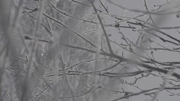 横移拍摄结冰的树枝