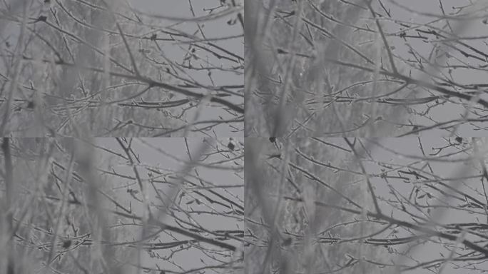 横移拍摄结冰的树枝