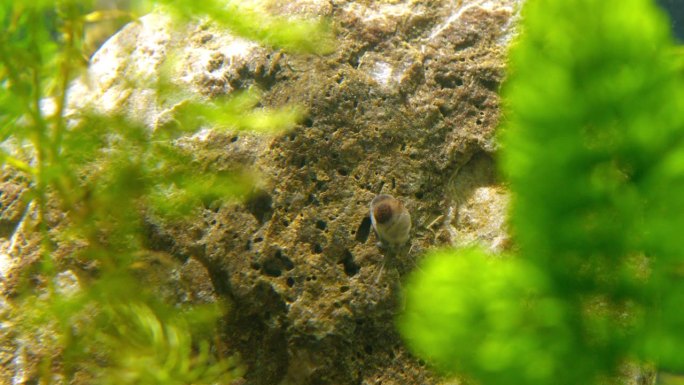 从角藻后面看到的水螺爬在多孔的岩石上