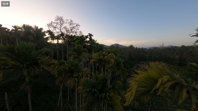 穿越机航拍4K热带雨林槟榔树林原始森林