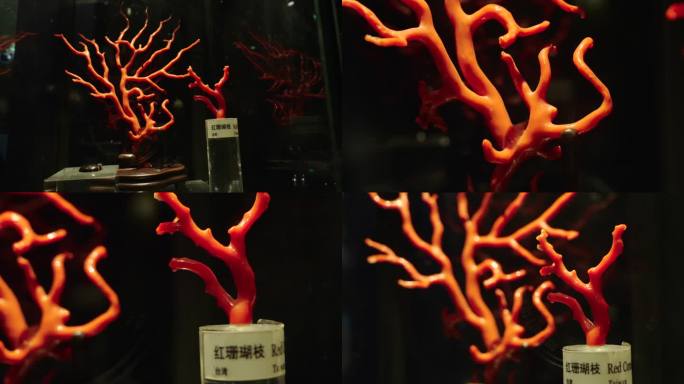 红珊瑚枝 红珊瑚石 珊瑚化石 珊瑚石