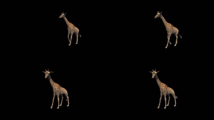 写实长颈鹿动画