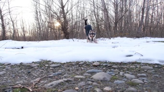 快乐的狗在冬林的雪地里散步，积极地奔跑