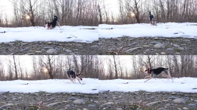 快乐的狗在冬林的雪地里散步，积极地奔跑