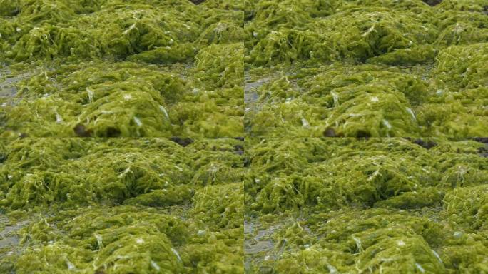 特写，DOF:郁郁葱葱的绿藻生长在斯凯岛的岩石海岸上