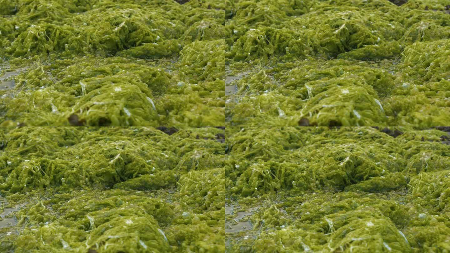 特写，DOF:郁郁葱葱的绿藻生长在斯凯岛的岩石海岸上