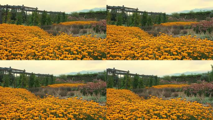 常年黄雏菊属。一片开着明黄色花朵的田野。