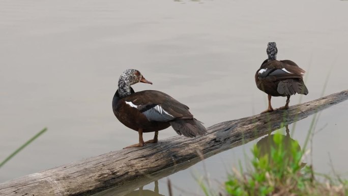 两个人站在圆木上，另一只在右边，用左脚抓挠头，白翅鸭Asarcornis scuulata，泰国