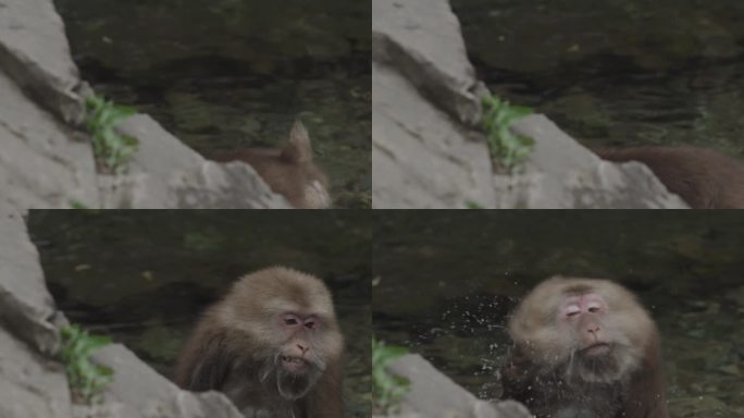黄山短尾猴甩水升格