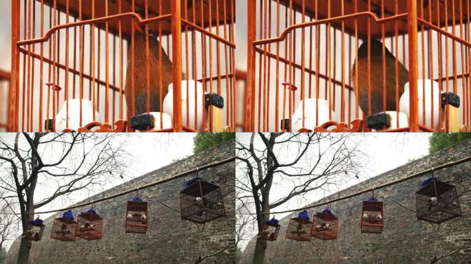 南京古城墙边的鸟笼子