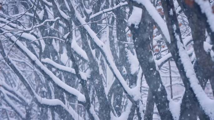 4K暴雪天气 大雪 飘雪