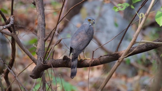 这只可爱的猛禽栖息在干燥森林深处的树枝上，泰国凤头苍鹰Accipiter trivirgatus