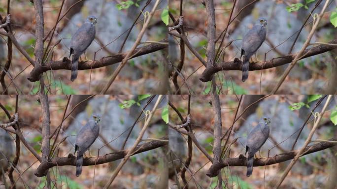 这只可爱的猛禽栖息在干燥森林深处的树枝上，泰国凤头苍鹰Accipiter trivirgatus