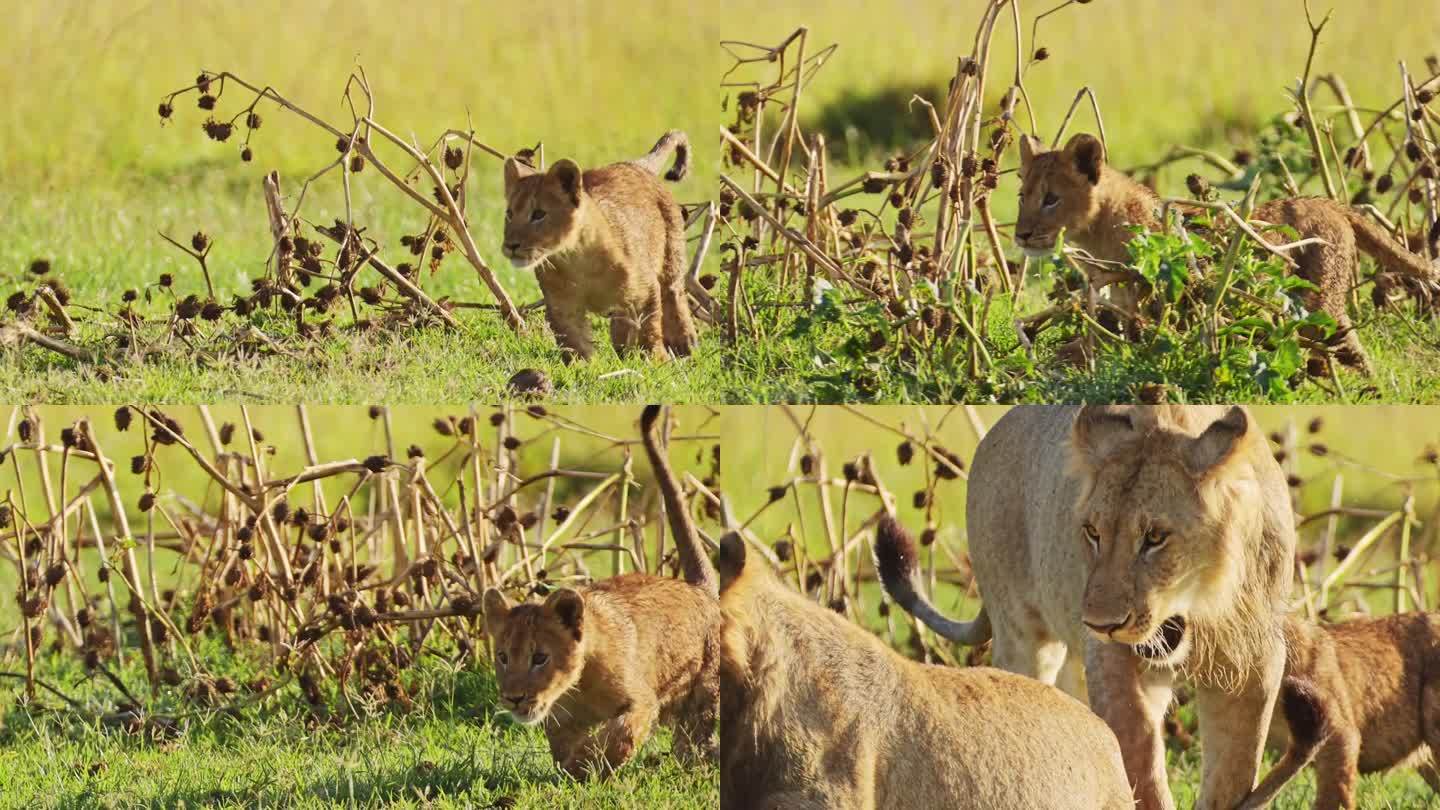近距离拍摄独自玩耍的小狮子，肯尼亚马赛马拉国家保护区的非洲野生动物，马赛马拉北部保护区的非洲野生动物
