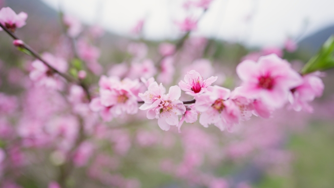 春天桃花盛开