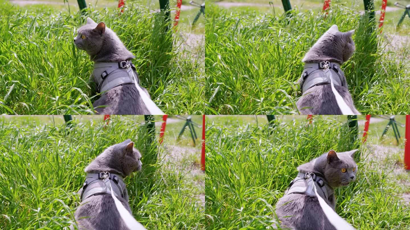 周日牵着长皮带在草地上遛猫。4K