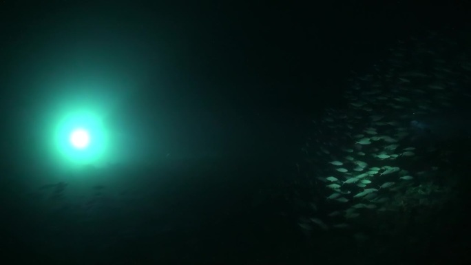 水下灯笼的光芒揭开了鱼群神秘的美丽。
