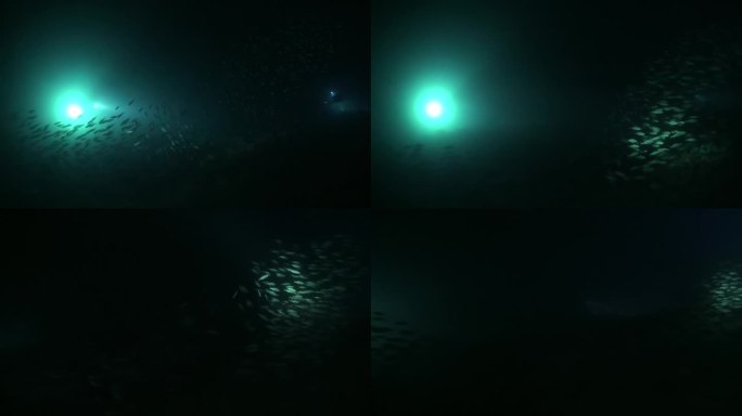 水下灯笼的光芒揭开了鱼群神秘的美丽。