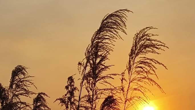 夕阳逆光芦苇飘动摆动 阳光傍晚唯美意境