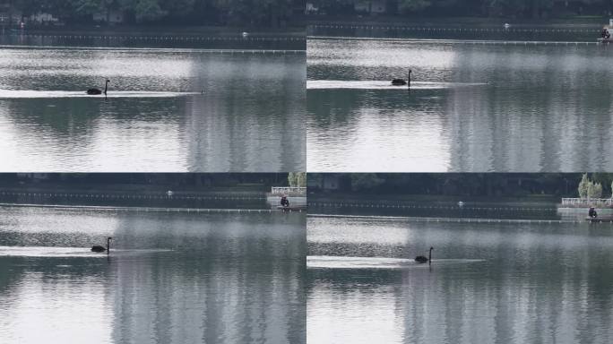 湖面上的黑天鹅